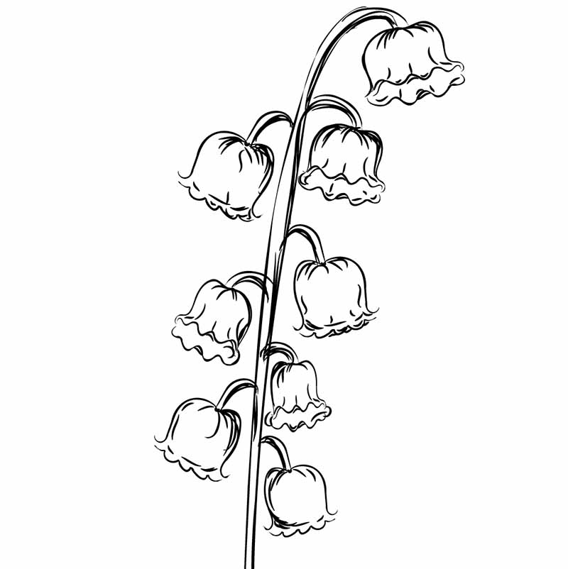 Drawing Cartoon Flower, easy cartoon flower sketch, angle, white png |  PNGEgg