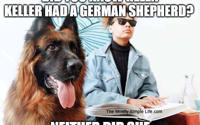 german shepherd dog