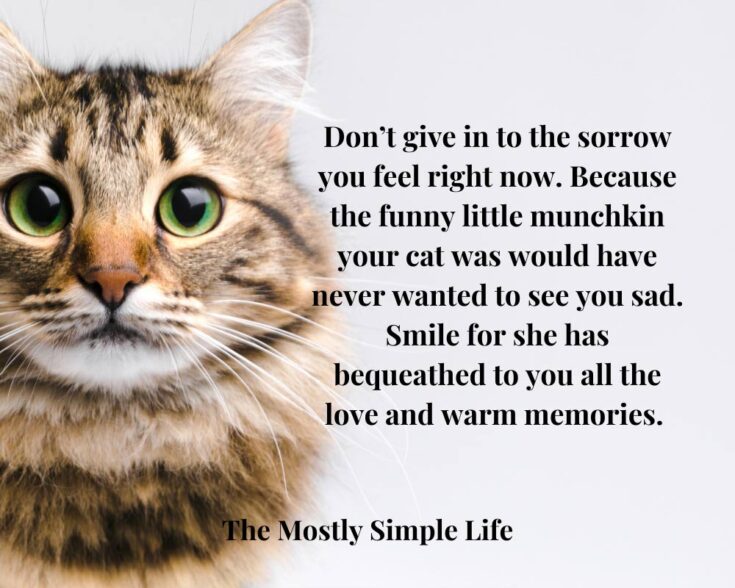 60 Comforting Quotes to Help with the Loss of Your Beloved Pet - The ...
