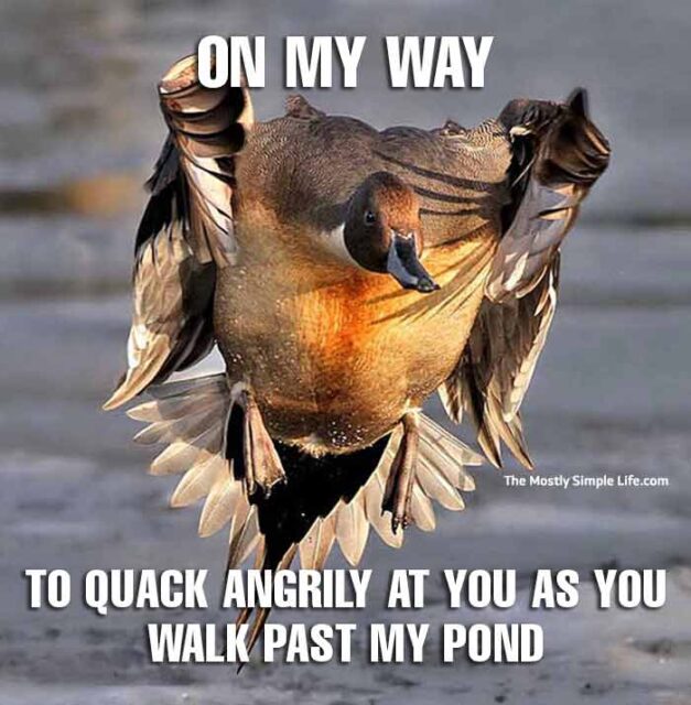 Top 50 Most Upvoted Duck Jokes [with Funny Duck Memes]