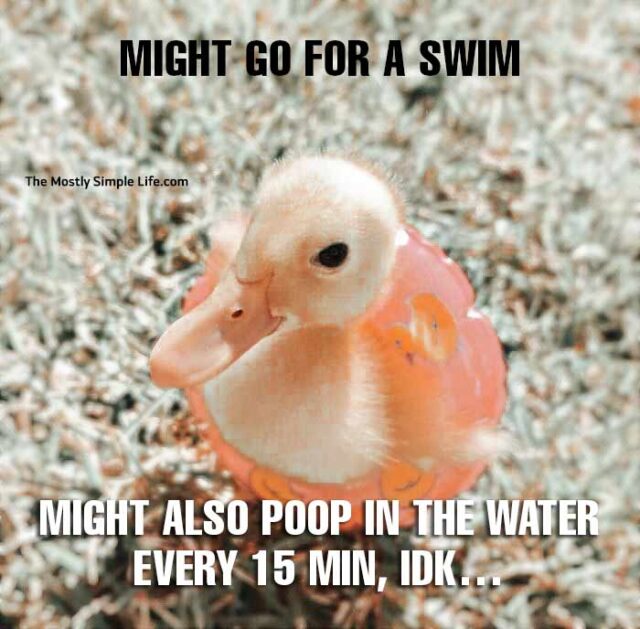 Top 50 Most Upvoted Duck Jokes [with Funny Duck Memes]