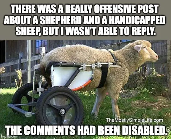 Handicapped sheep.